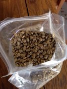 Jamaica Blue Mountain Authentic Imported NO.1 Premium Coffee Bean Cultivation Geography Climate