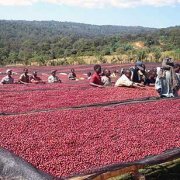 Introduction to Ethiopian Sidamo Sun-Dried Guji Premium Coffee Varieties, Cultivation and Market Prices