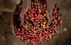 Ethiopian Sidamo Natural Process Guji Premium Coffee Beans Flavor Profile and Aroma Characteristics