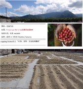 Introduction to the Origin, Development, History, and Culture of Guatemala La Tisha Estate Washed Specialty Coffee Beans