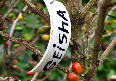 Geisha coffee beans and cupping