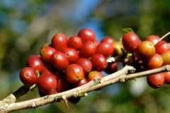 Panama Esmeralda Geisha Blue Label Washed Premium Coffee Beans: Growing Conditions, Geographic Location, Climate, and Altitude