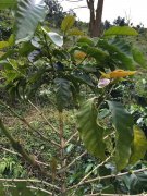 Yunnan Small Bean Coffee Huaguoshan Baoshan Typica Specialty Coffee Beans Flavor Taste Aroma Characteristics Description