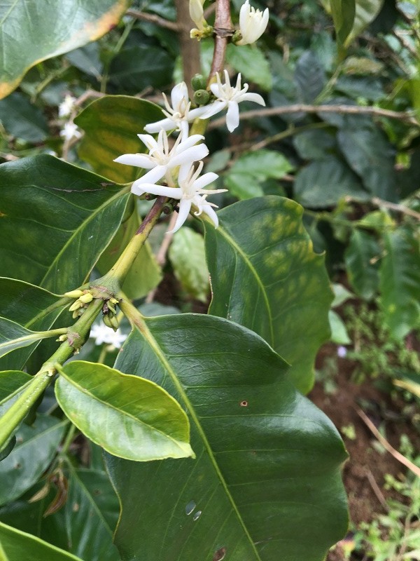 Yunnan small bean coffee
