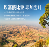 Sun-Dried Ethiopian Yirgacheffe Wenago Cooperative Specialty Coffee Bean Flavor, Taste, and Aroma Characteristics Description