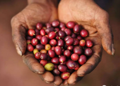 Ethiopia Washed Sidamo G1 Shakisso Premium Coffee Bean Growing Conditions, Geographic Location, and Climate