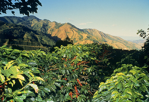 Costa Rica coffee regions map