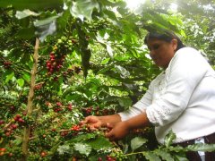 Bolivia Lake Titicaca Smallholder Washed Typica Premium Coffee Bean Variety Cultivation Market Price