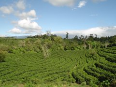 Panama Ilerita Estate SHB Caturra Premium Coffee Beans: Variety, Cultivation & Market Overview