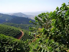 Flavor and Aroma Profile Description of Rwanda Mushonyi Washing Station Bourbon Specialty Coffee Beans