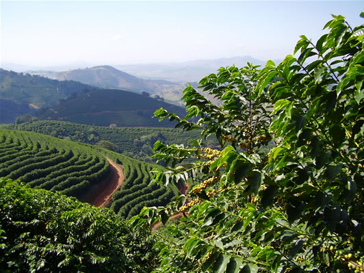 Rwanda West Province Rutsiro Mushonyi CWS Bourbon coffee beans