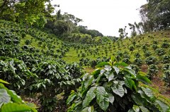 An Introduction to Costa Rica Tarrazú San Roman Washed Specialty Coffee Beans: Varieties, Cultivation, and Market Prices