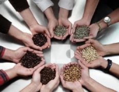 The Story of Yunnan Xiao Li Coffee Huaguoshan Baoshan Typica Premium Coffee Beans