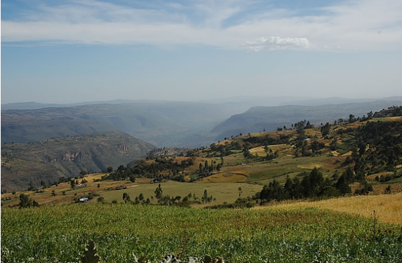 Costa Rican Black Honey Process Coffee Beans