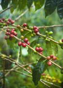 The Story and Legend of Panama Hartmann Estate Caturra Red Wine Process Specialty Coffee Beans