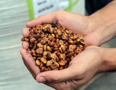 Costa Rica Black Honey Catuai Tarrazú Finca la Minita Specialty Coffee Bean Grind Size and Roast Level