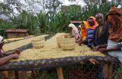 The Story and Origin of Ethiopian Yirgacheffe Kochere Washed G1 Specialty Coffee Beans
