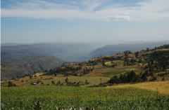 Manual Brewing Parameters Recommendations for Kenya Washed AA Grade Kirinyaga Kabare Kungyu Specialty Coffee Beans