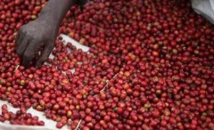 Hand Brew Parameter Recommendations for Ethiopia Washed Sidamo G1 Shakisso Specialty Coffee Beans