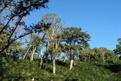 Panama Esmeralda Estate Geisha Blue Label Washed Premium Coffee Beans Price and Awards