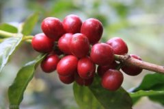 Colombia Cauca Department Cup of Excellence Washed Premium Coffee Beans: Price, Flavor Description and Characteristics
