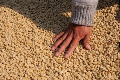 El Salvador Santa Rita Estate Yellow Bourbon Washed Coffee Beans: Differences, Distinctions, and Award Achievements