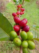 Papua New Guinea Chimair Estate PB Peaberry Premium Coffee Beans: Varieties, Brand Recommendations, and Estate