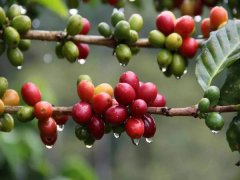 How Much Does Costa Rica San Ramon Coffee Cost - Costa Rica San Ramon Coffee Price
