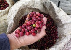Finca La Piedra Panama Flavor Description - Which Panama Coffee Brand is Best