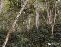 Introduction to Panama La Esmeralda Estate Brand Flavor Characteristics and Award-Winning Varieties