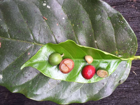 Differences Between Arabica and Robusta Coffee Varieties: Which is Better and the Potential Risks of Robusta Beans