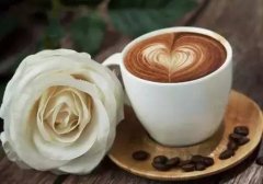 The History, Culture, and Stories of Guatemala's Finca Filadelfia Premium Single-Origin Coffee Beans