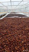 Differences, Distinctions, and Award Recognition of Brazil Queen Estate Single-Origin Coffee Beans