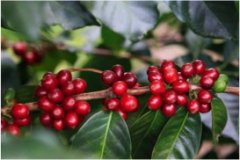 Coffee Flavor Profile: Costa Rica Tarrazú Dota Goddess Estate Natural Geisha Coffee