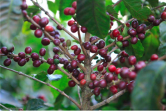Costa Rica Tobosi Estate Caturra Red Honey Coffee Flavor Profile and Aroma Characteristics