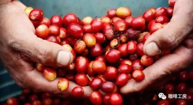 Origin information of Ethiopian coffee