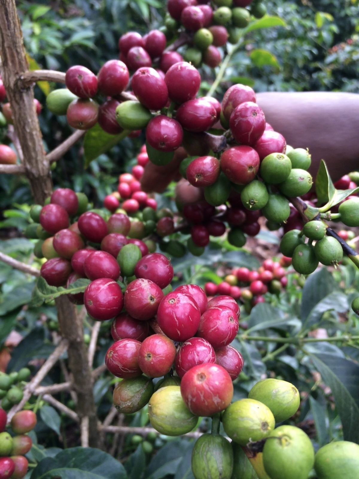 Buku Abel Estate in Ethiopia