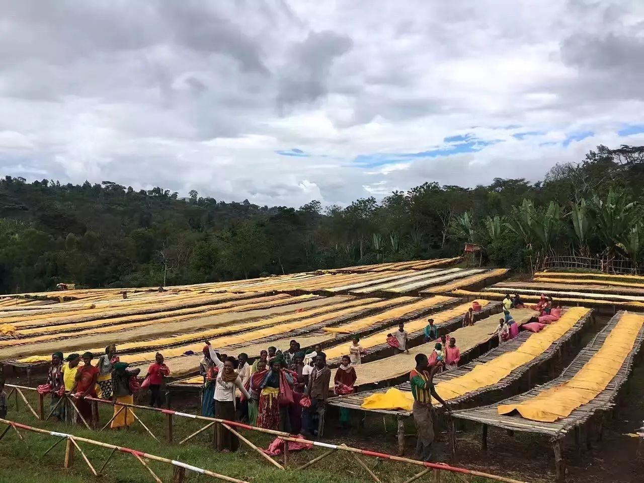 African drying beds for coffee processing