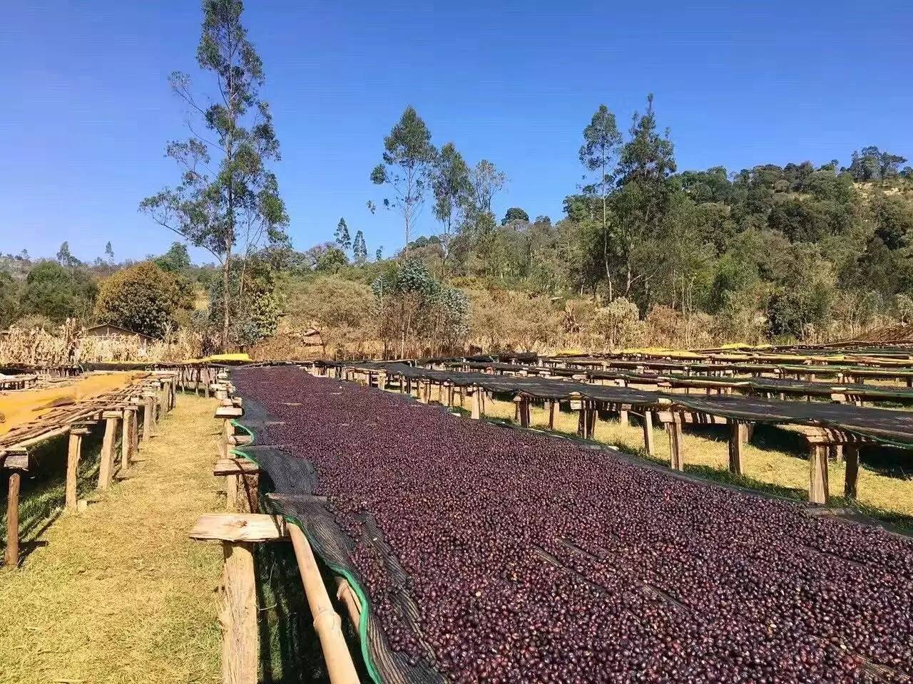 African drying beds with coffee cherries