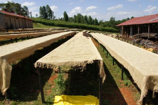 Washed coffee processing station