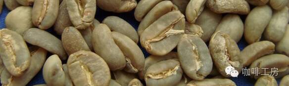 Coffee variety diagram showing Timor Hybrid lineage