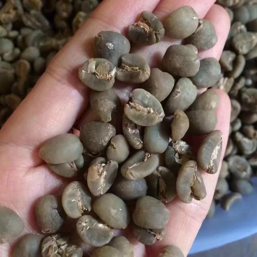 Why is it called Golden Mandheling? The Origin of the Name and Characteristics of Golden Mandheling Coffee Beans - Ateng Variety Flavor Description