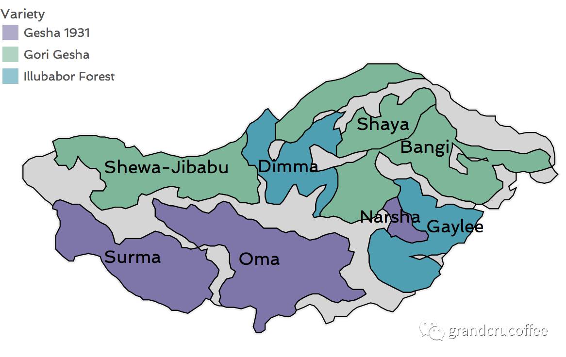 About Gesha Village Coffee Estate: Background and Story