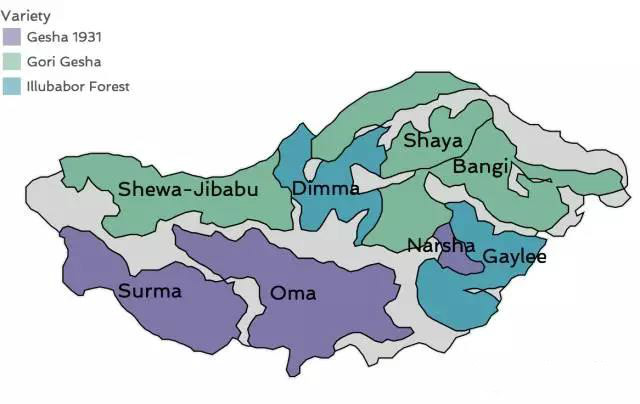 Gesha coffee beans and processing