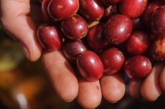 What are the Flavor and Taste Characteristics of Yirgacheffe Red Cherry Coffee Beans? Introduction to Natural Process Red Cherry Project Coffee