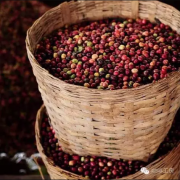 What Defines Authentic Yirgacheffe Flavor? The Characteristics of Exceptional Yirgacheffe Coffee Beans