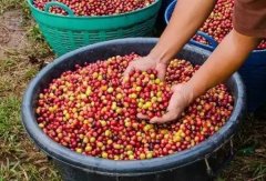 Ethiopia's Pride—Yirgacheffe Coffee: Rich Varieties, Complex Flavors, and Enchanting Aromas
