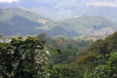 Panama Boquete Butterfly Pour-Over Flavor Characteristics and Panama Boquete Growing Region Geisha Variety Introduction