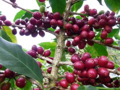 Ethiopia Natural Yirgacheffe G1 Konga Cooperative Coffee Beans Flavor, Taste, and Aroma Description