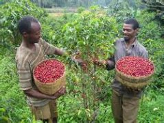 Ethiopia Washed Sidamo G1 Guji Zone Hambella Town Coffee Flavor, Taste, and Aroma Description